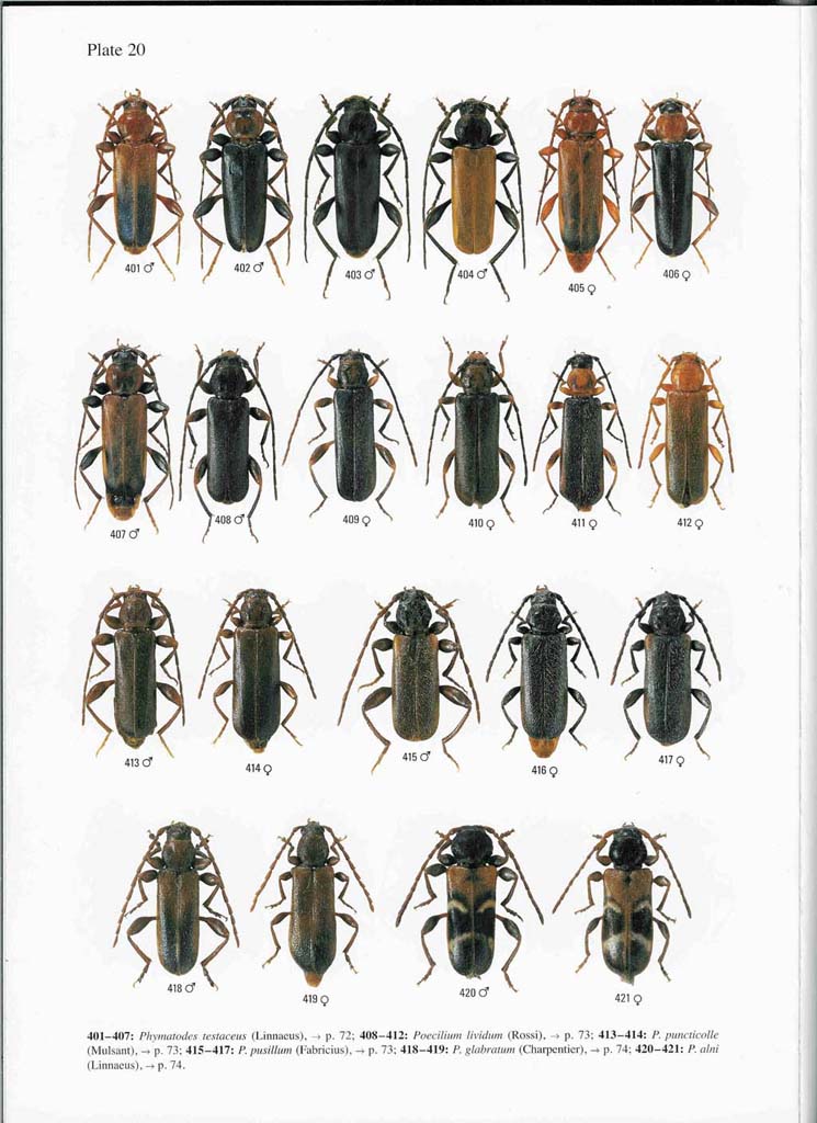 Phymatodes testaceus